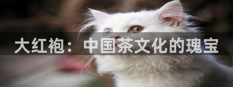 鸿运网络麻将平台