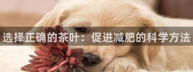 琥珀鸿运平台靠谱吗
