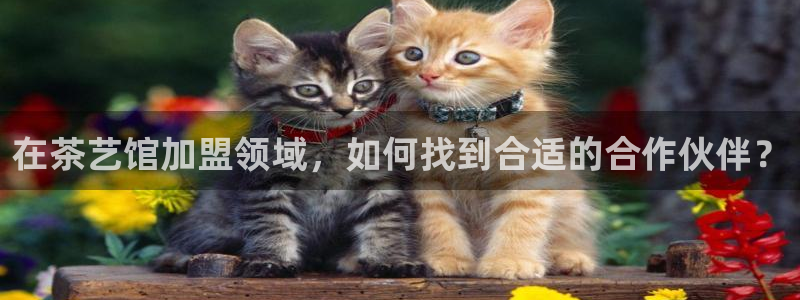鸿运平台投资诈骗事件