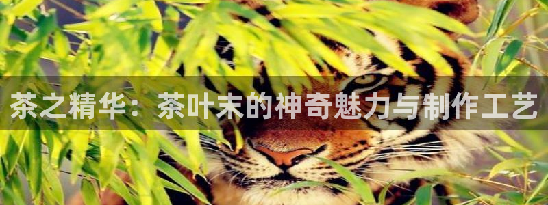 鸿运平台攻略