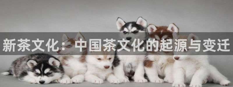 鸿运服务平台是什么