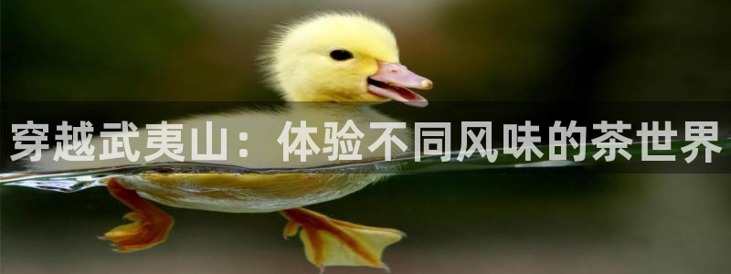 琥珀鸿运平台推广码