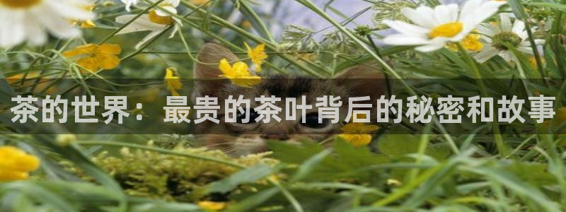 鸿运购彩平台app