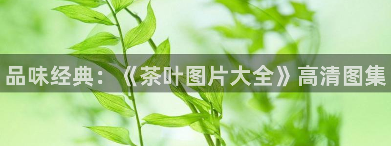 鸿运合拍字画拍卖平台