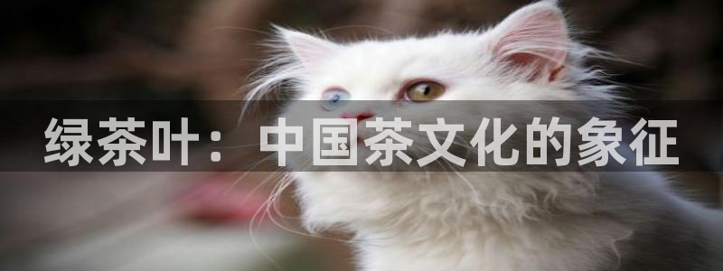 鸿运投注平台