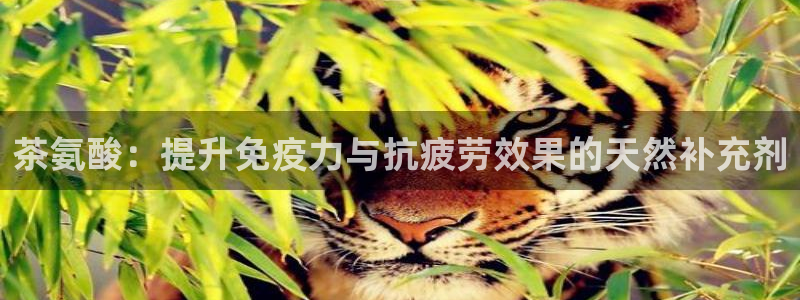 琥珀鸿运是啥平台