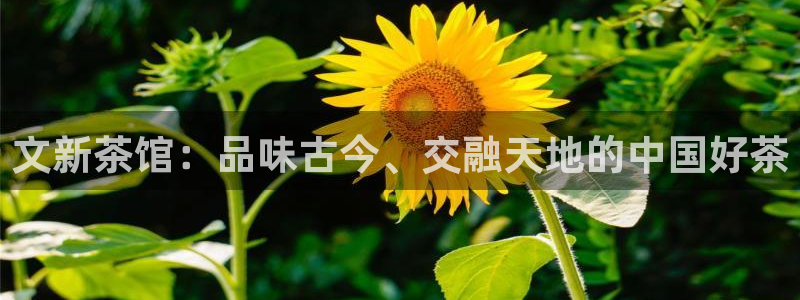鸿运平台主管