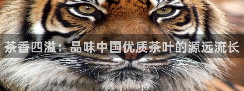 鸿运赌场开户平台